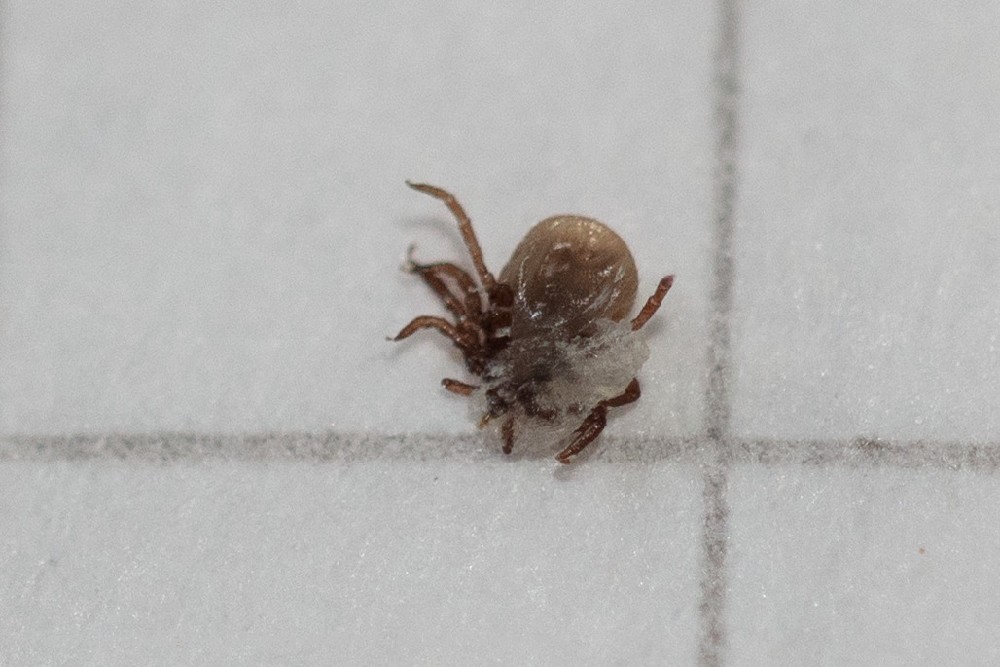 Dermacentor sp.
