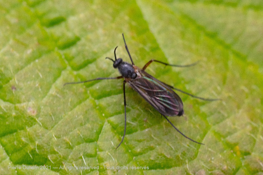 Orfelia nemoralis