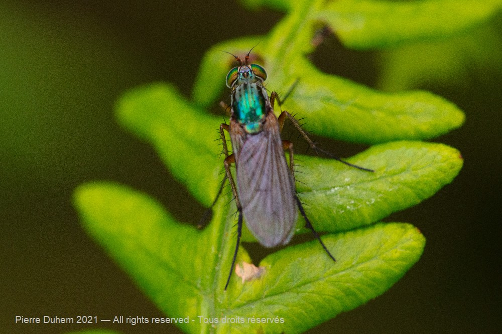 Dolichopus sp.