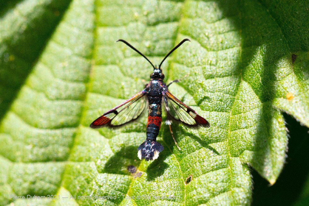 Synanthedon formicaeformis