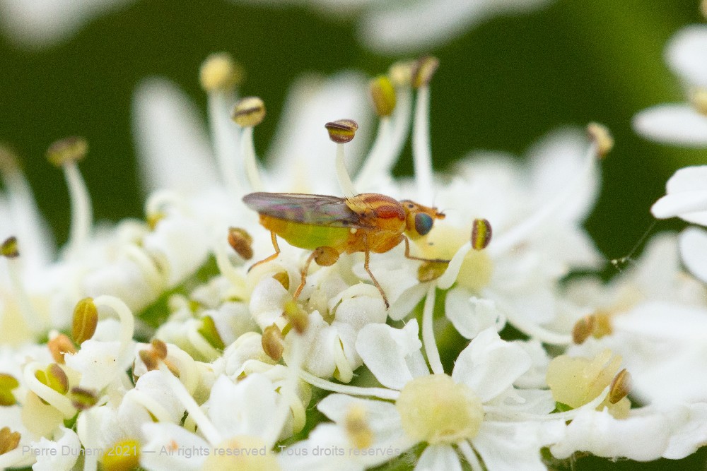 Meromyza sp.