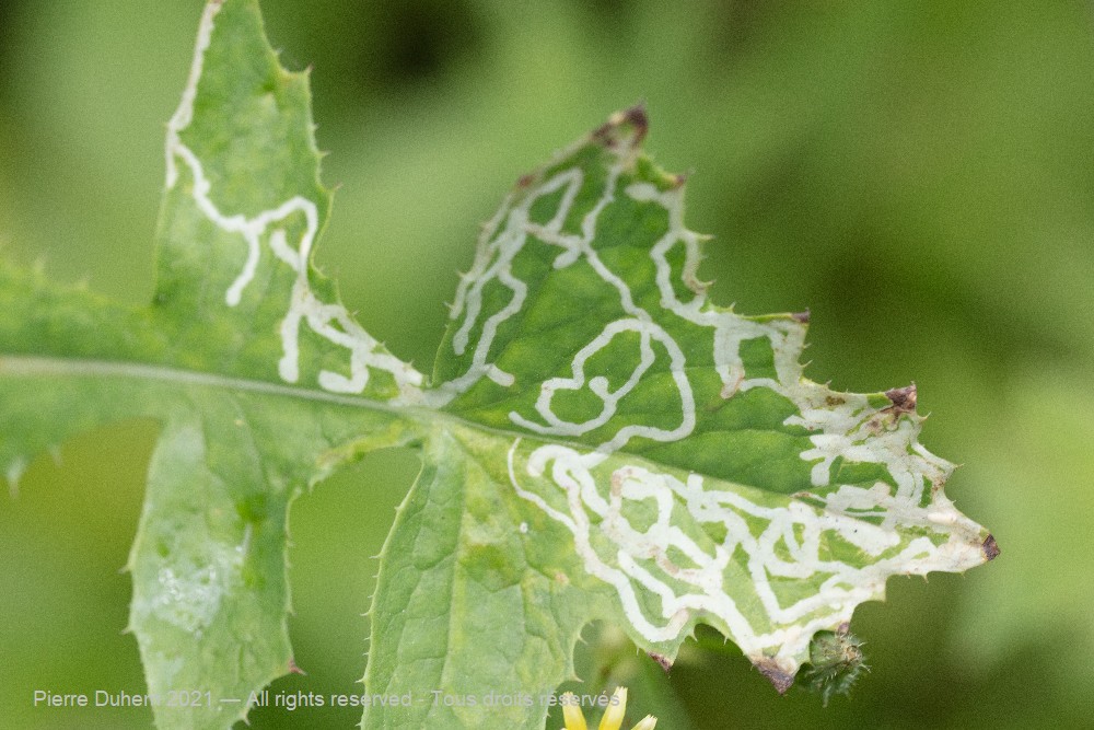 Chromatomyia sp.