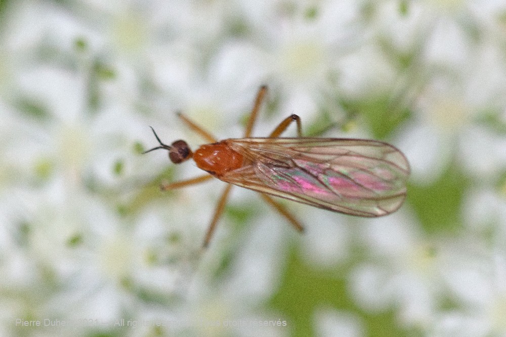 5ds92488
