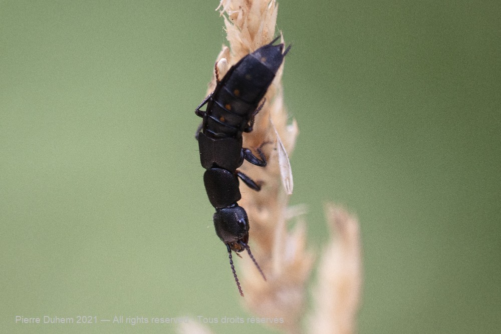 Ocypus aethiops