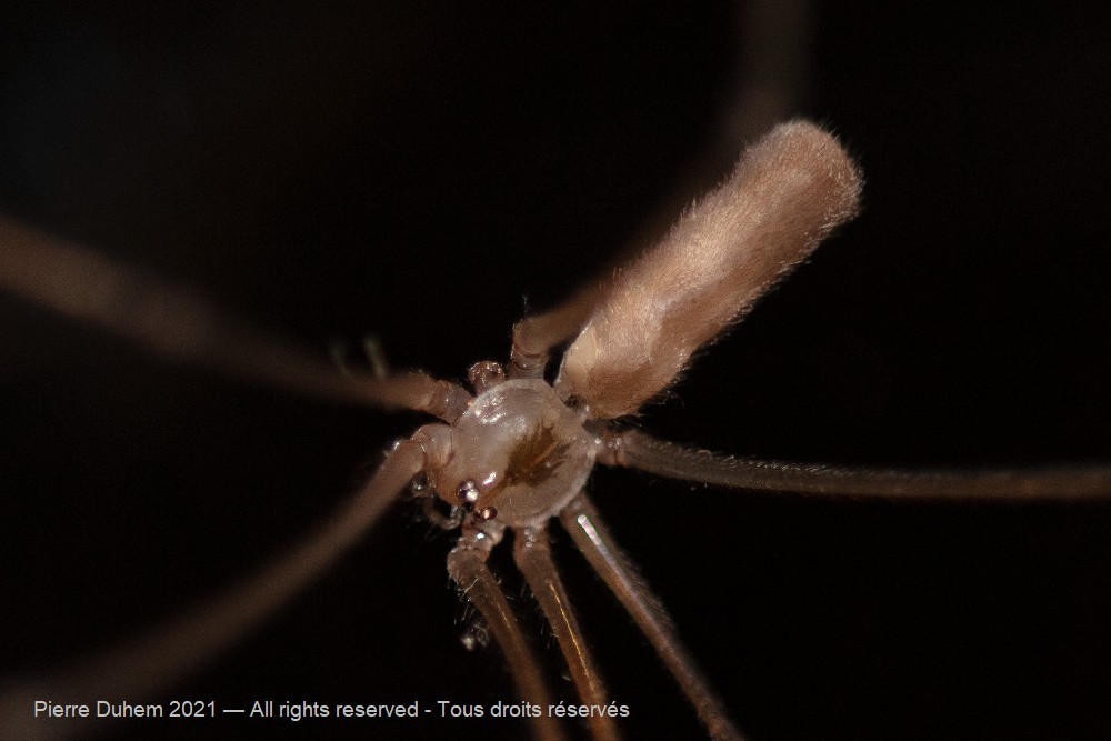 Pholcus phalangioides