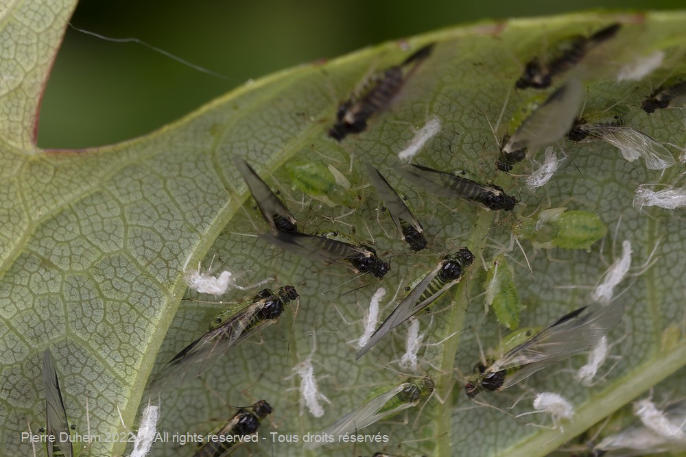 Insecta > Sternorrhyncha > Aphididae > Periphyllus acericola