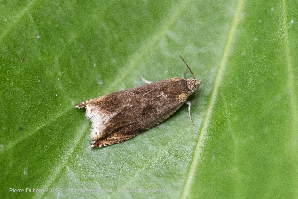 Ancylis upupana