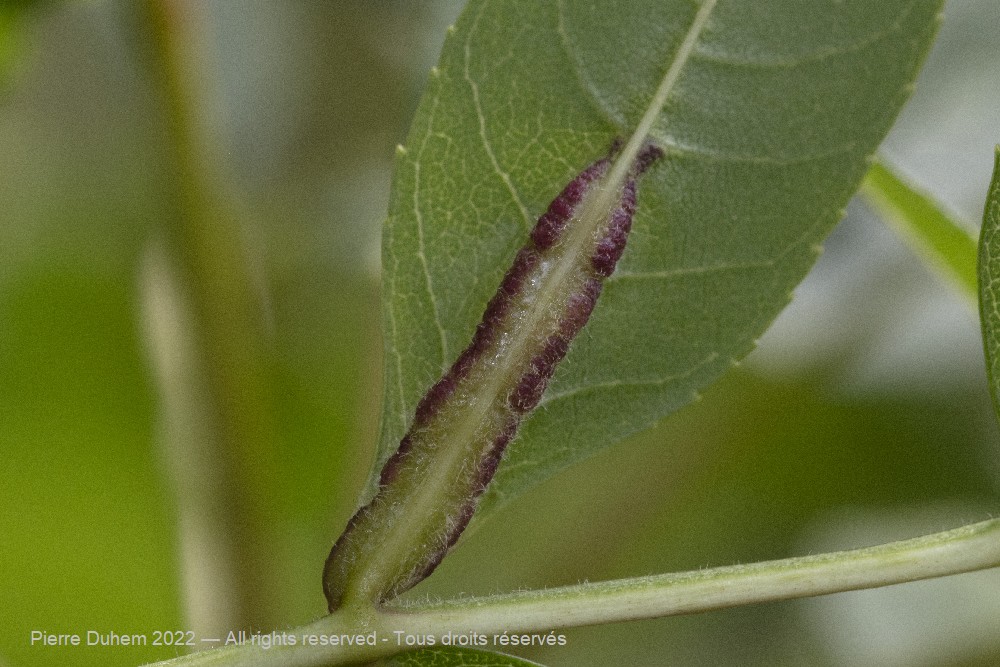 5dt02169
