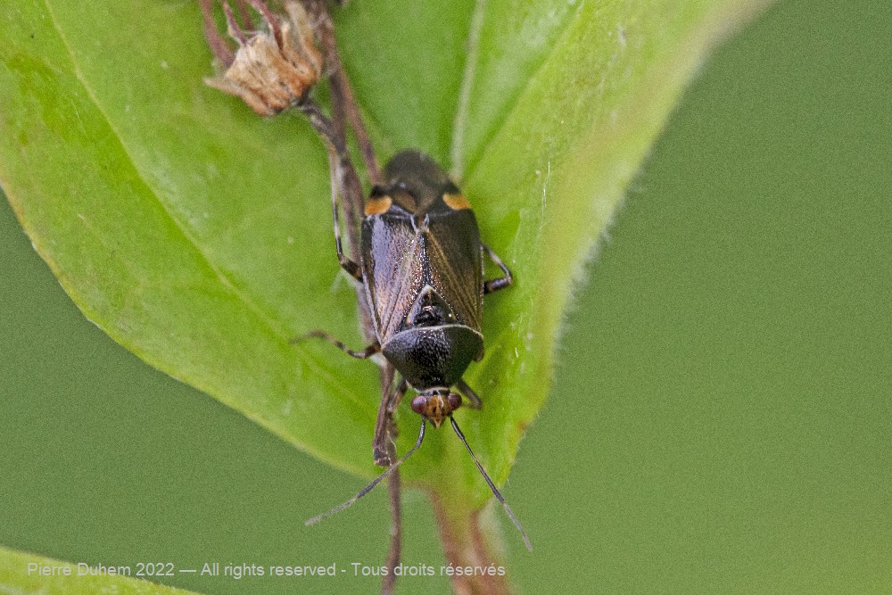 Deraeocoris flavilinea