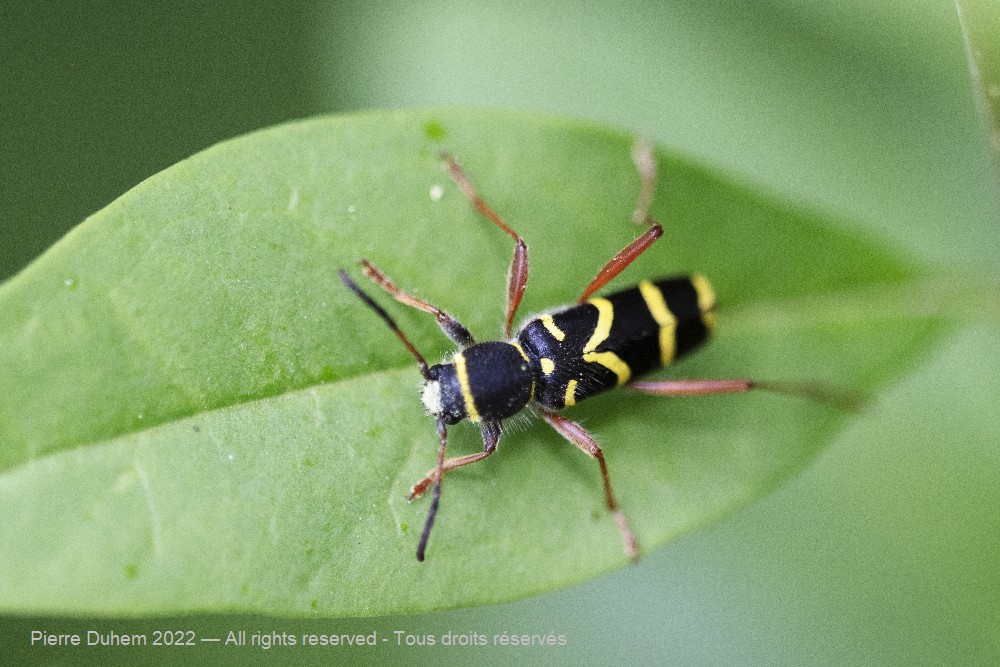 Clytus arietis