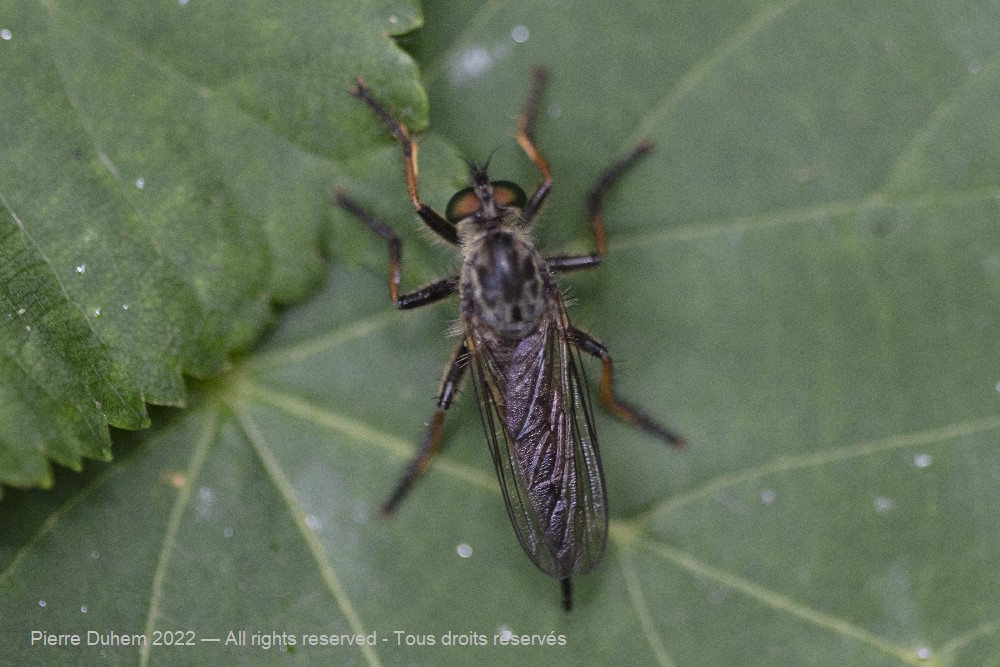 Neoitamus sp.