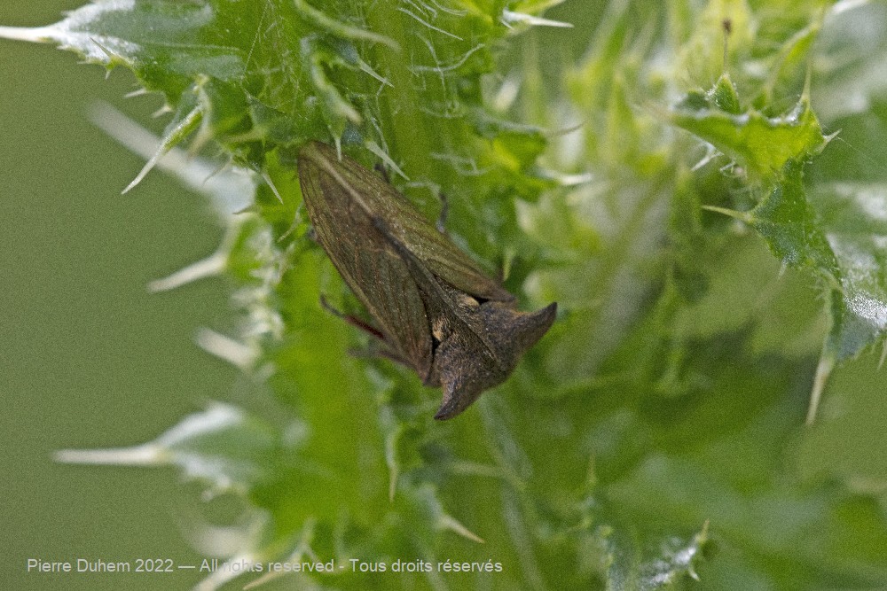 Centrotus cornutus