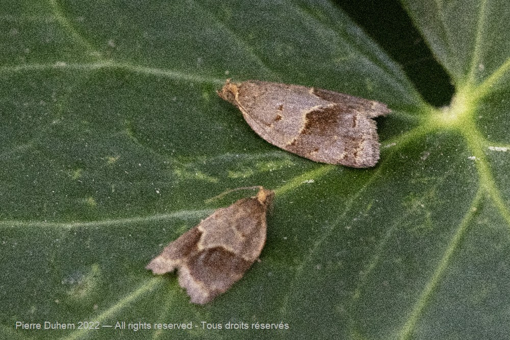 5dt03316