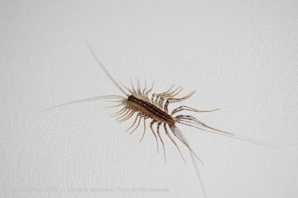 Scutigera coleoptrata