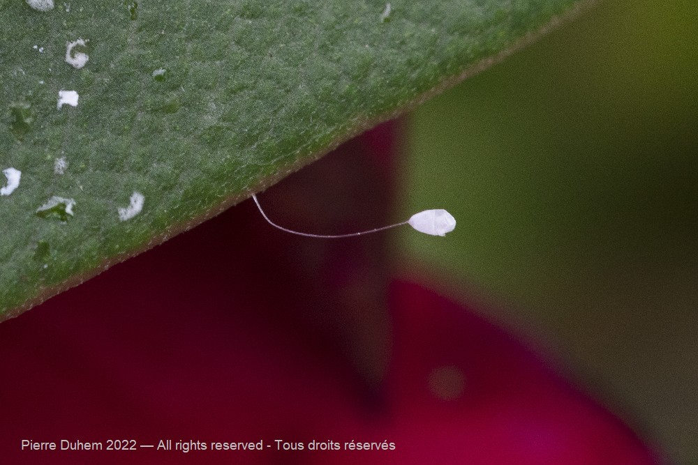 Chrysopa sp.