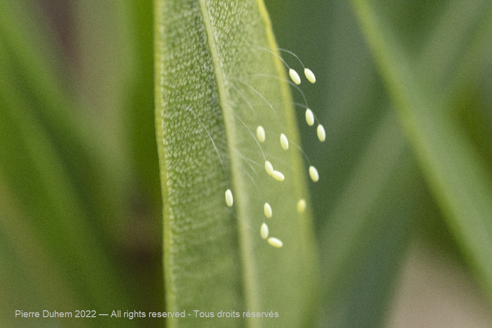 Chrysopa sp.