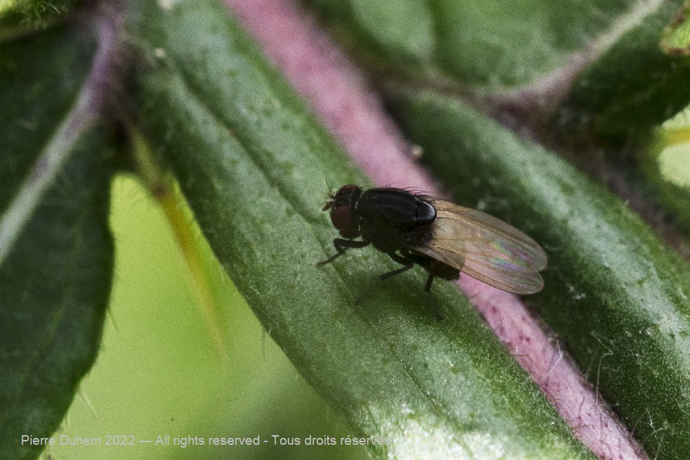 Minettia longipennis
