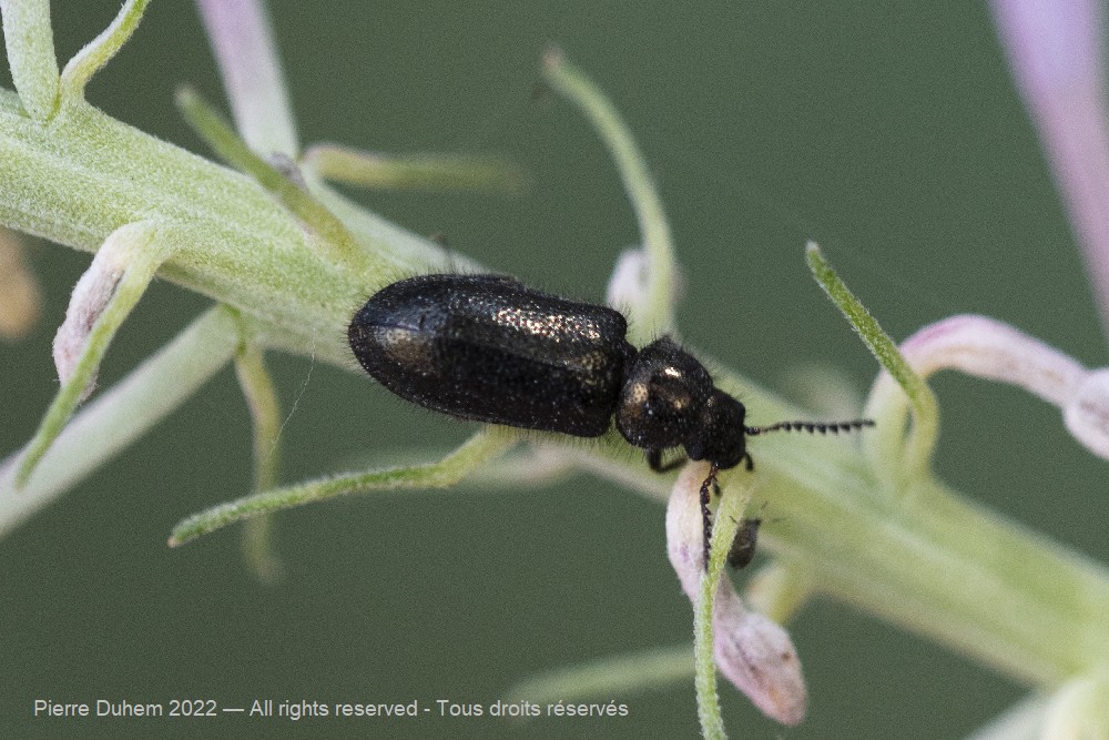 Aplocnemus sp.