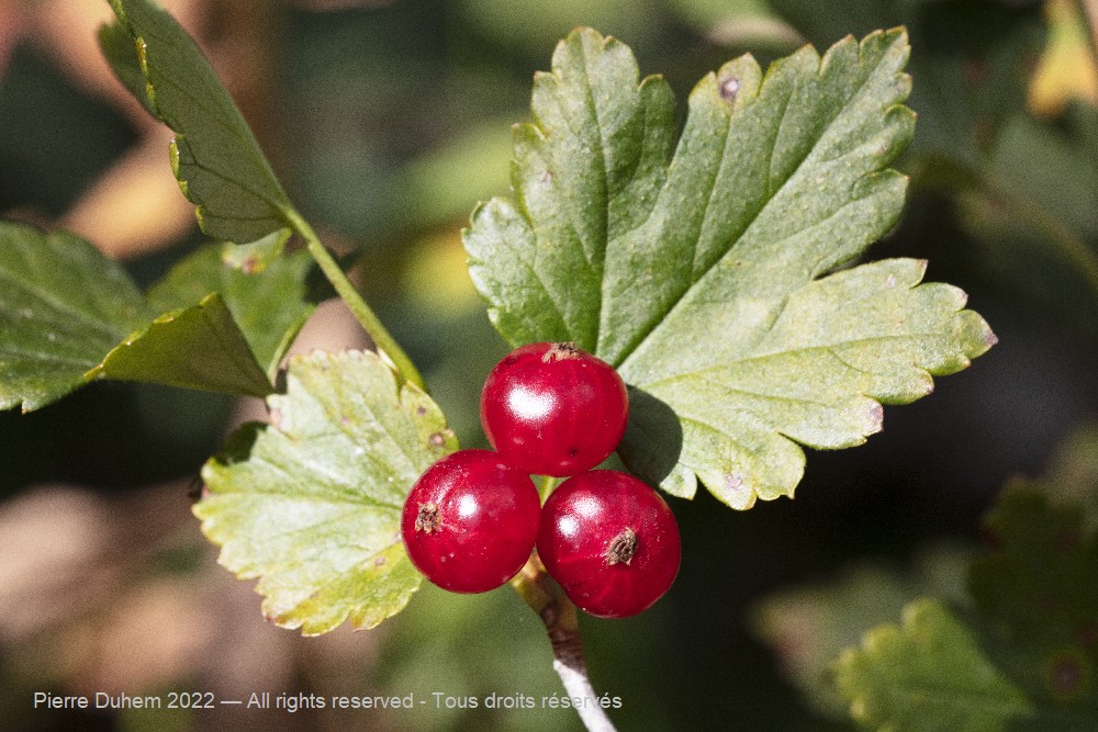 Ribes alpinum