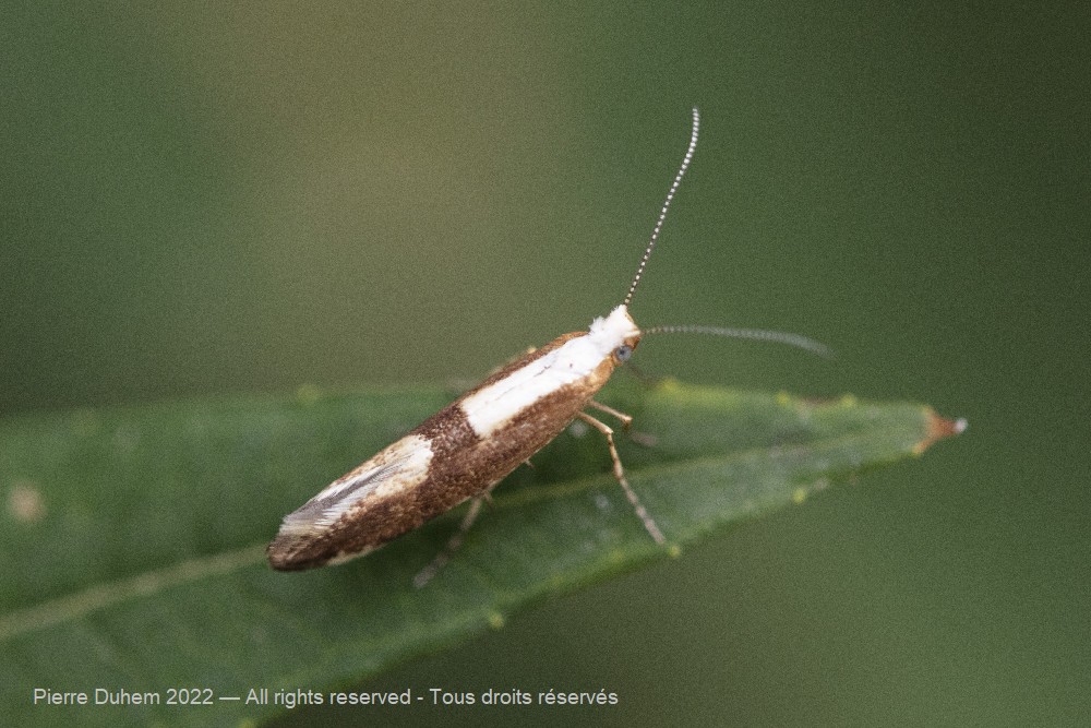 Argyresthia pruniella