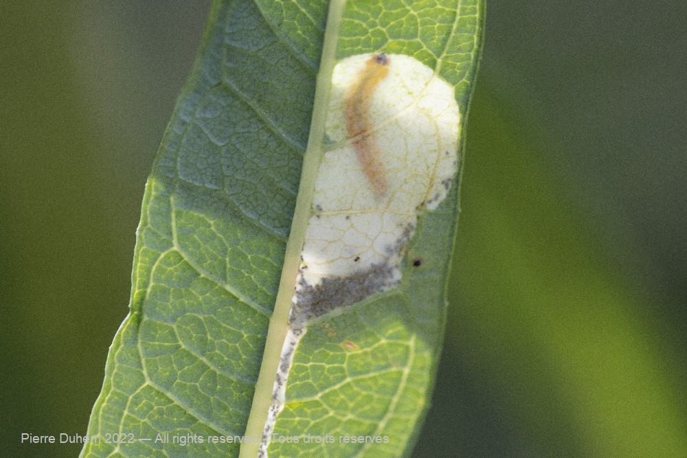 Mompha raschkiella