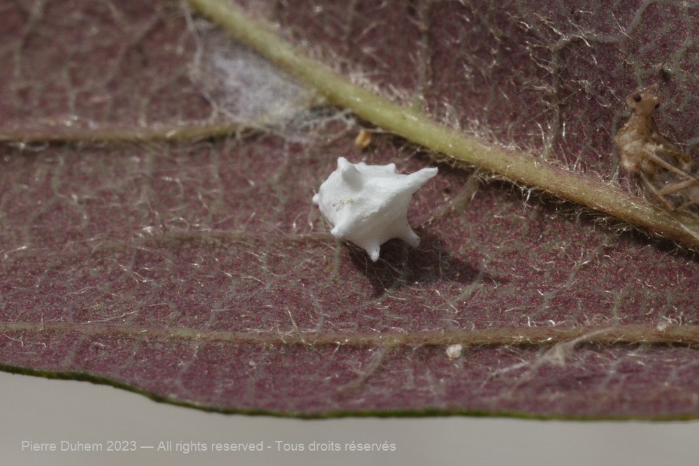 Paidiscura pallens