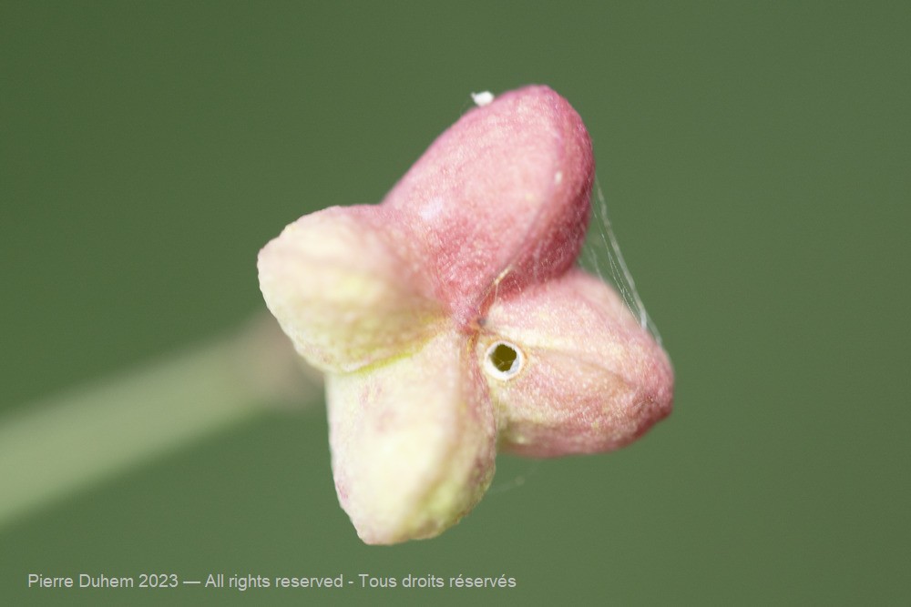 Nephopterix angustella