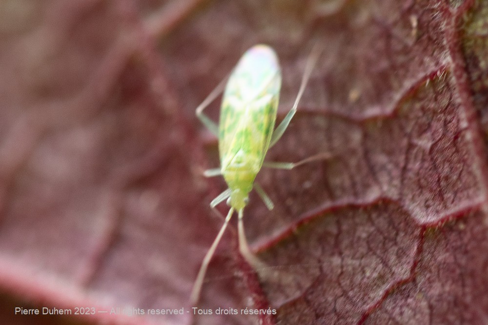 Malacocoris chlorizans