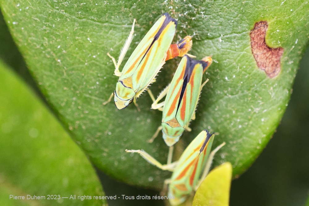 Graphocephala fennahi