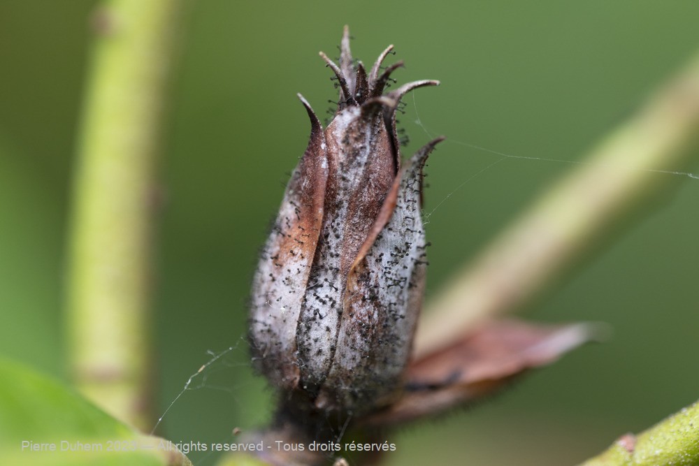 Seifertia azaleae