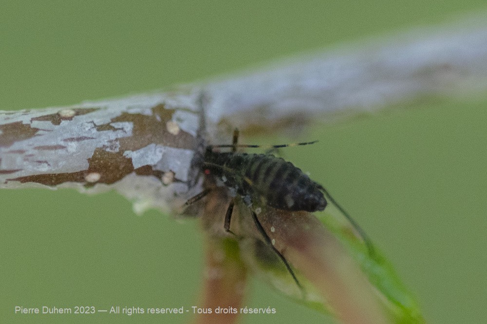 Symydobius oblongus