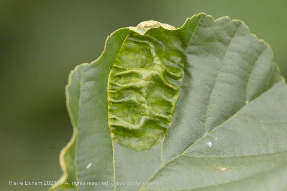 Taphrina tosquinetii