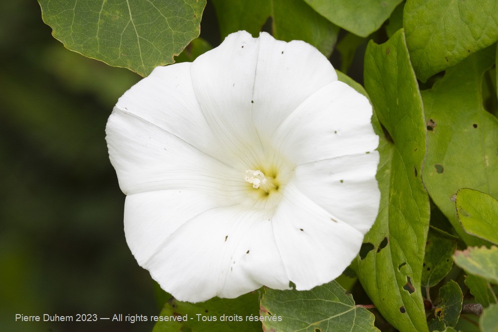 Calystegia sepium