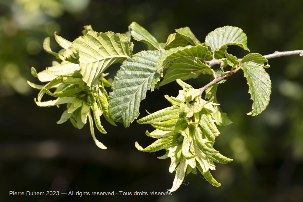 Carpinus betulus