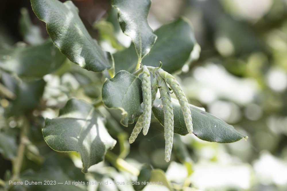 Garrya elliptica