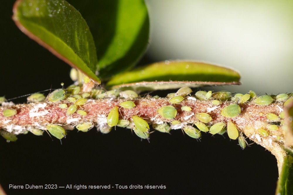 Aphis spiraecola