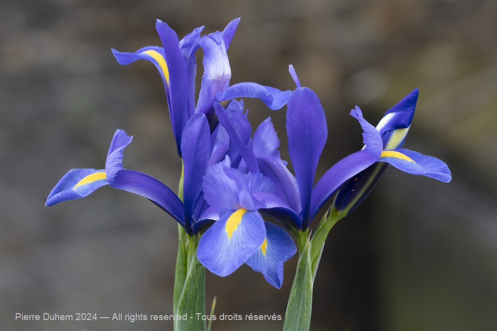 Iris xiphium