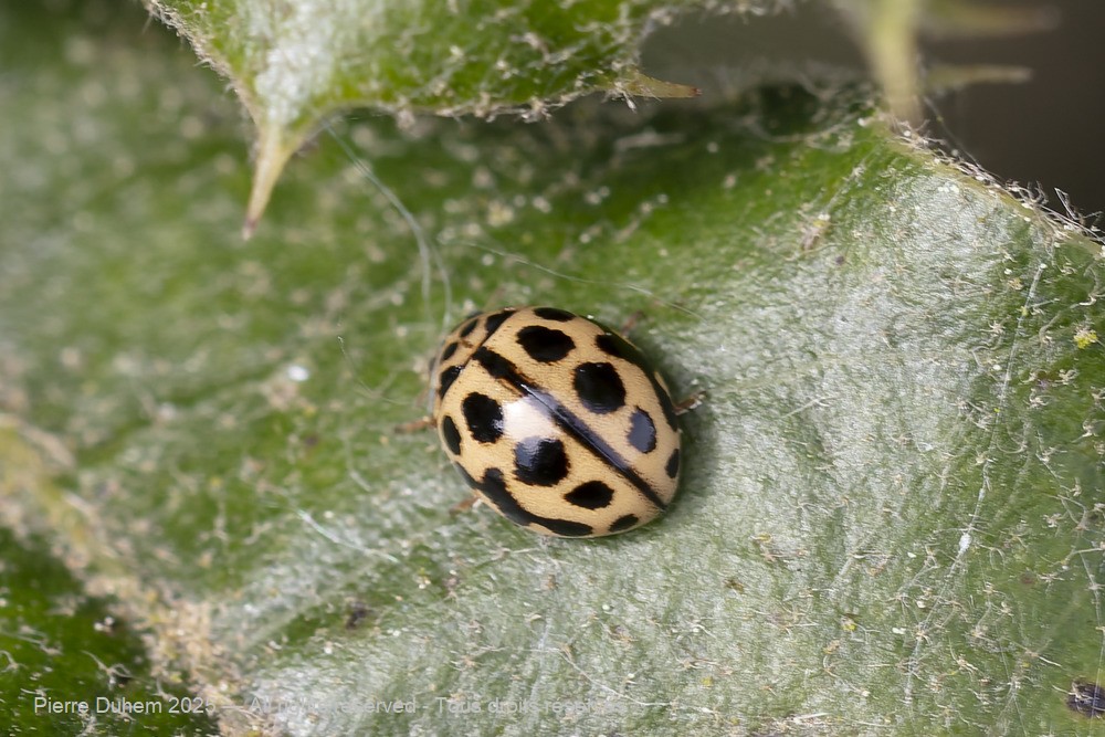 Tytthaspis sedecimpunctata