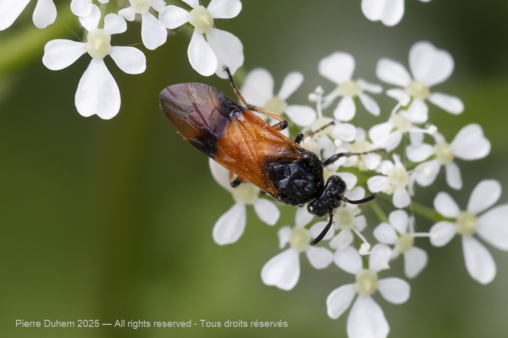 Arge cyanocrocea