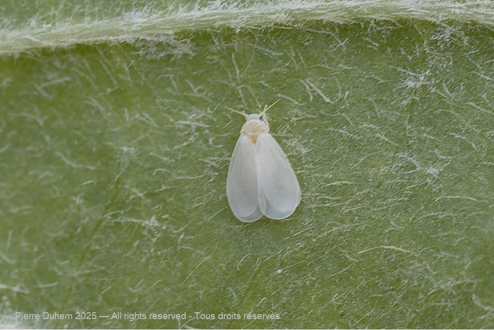 5du08033