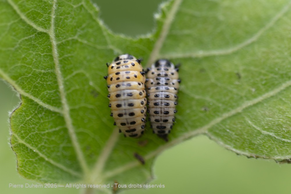 Chrysomela sp.