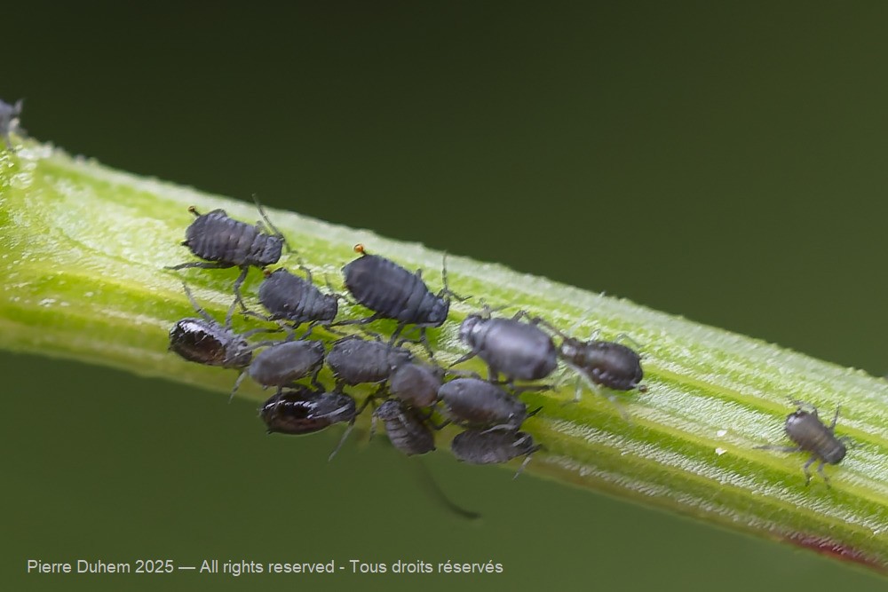 Aphis fabae