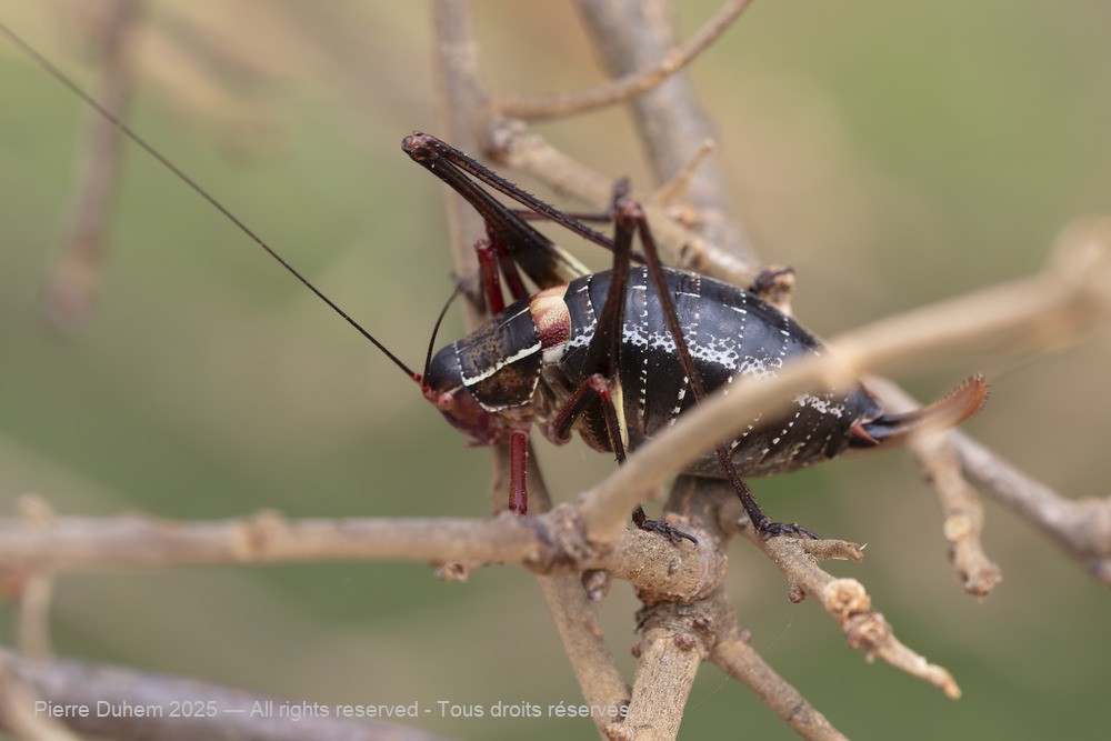 Barbitistes fischeri