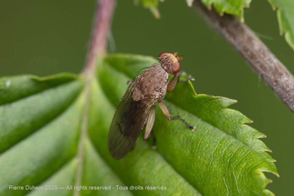 Suillia affinis