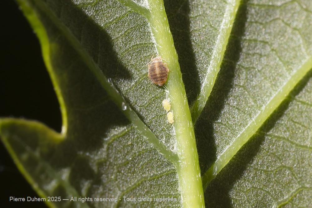 5du20290
