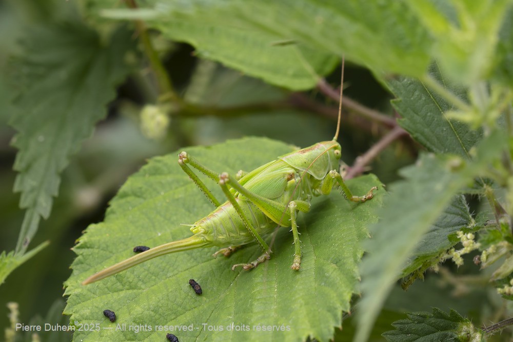 Tettigonia viridissima