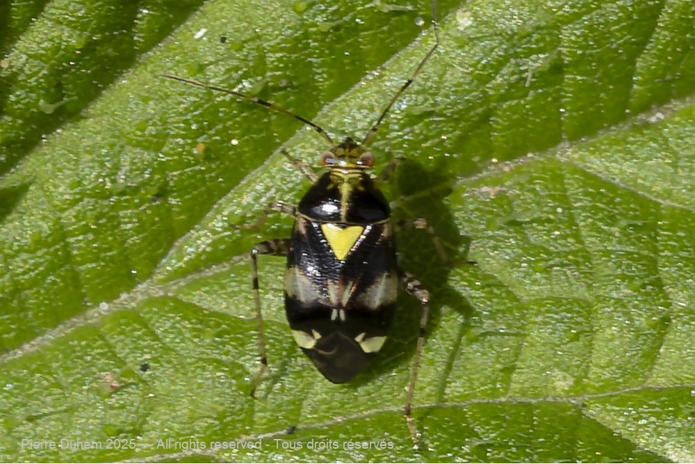 5du20800