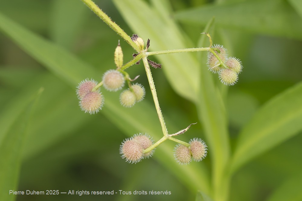 Galium aparine