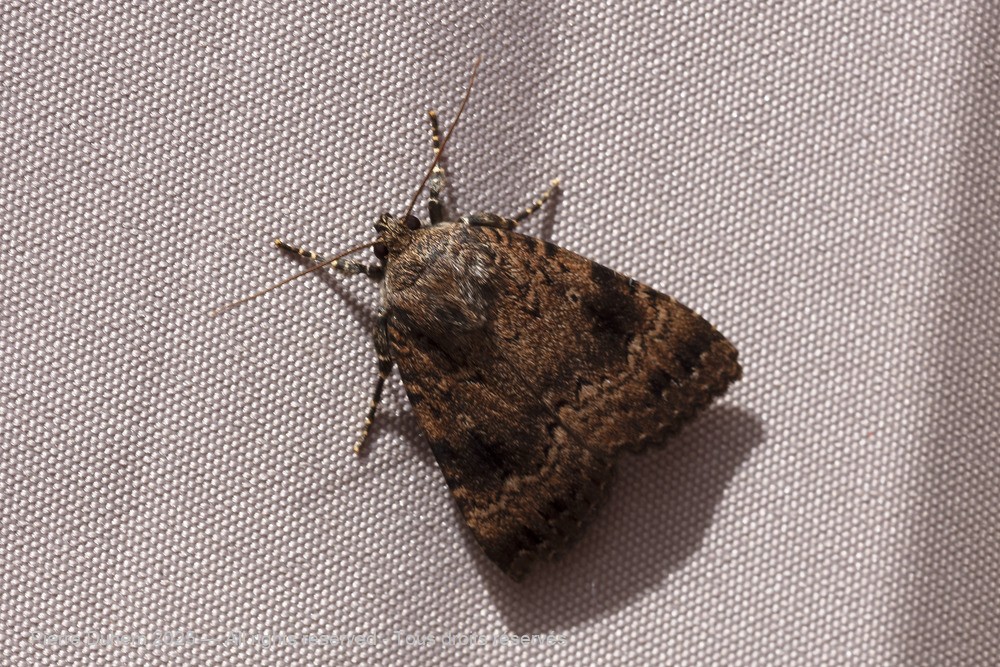Amphipyra pyramidea