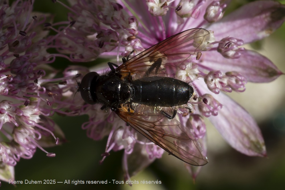 Cheilosia variabilis